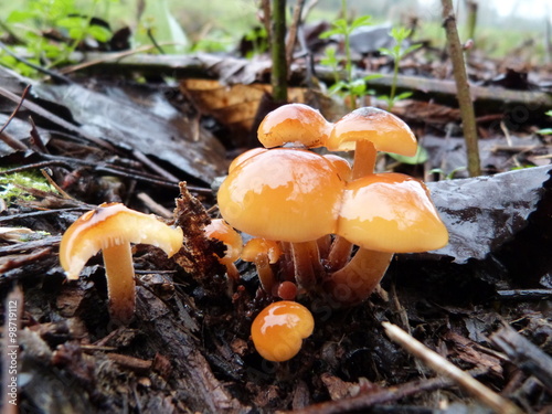 Famille de champignon
