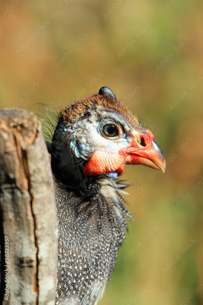 Guinea fowl (Pearl hen) head