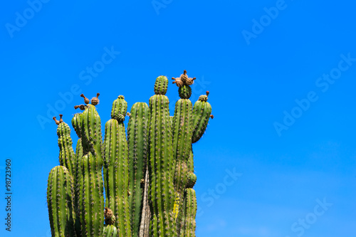 big green cactus with flowers