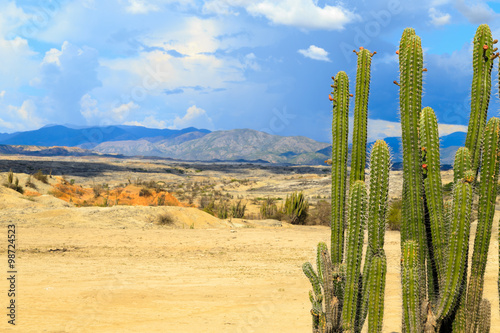 ​big cactuses in red desert, tatacoa desert, columbia, latin america, clouds and sand, red sand in desert, white sand in desert © ilyshev.photo
