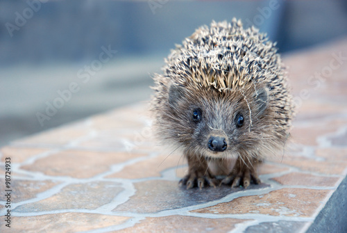 hedgehog