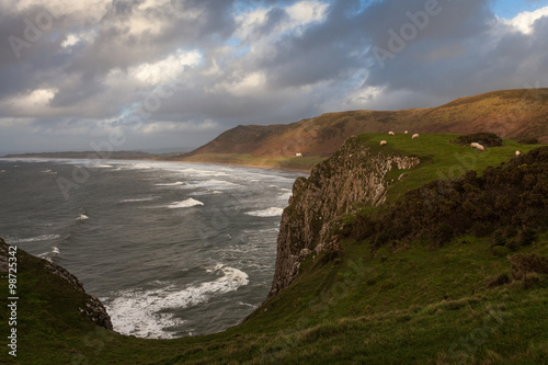 Sheep on the headland overlooking Rhossili Bay