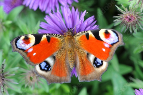 butterflies