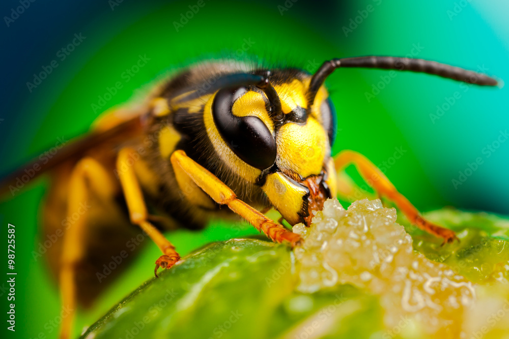 Wasp eating honey