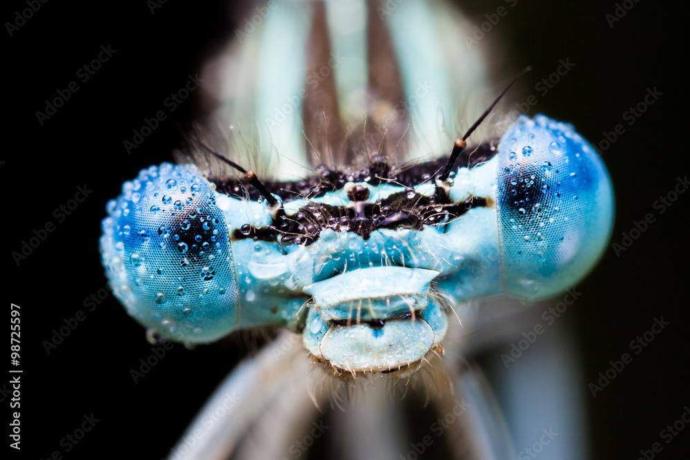 Damselfly covered in morning dew