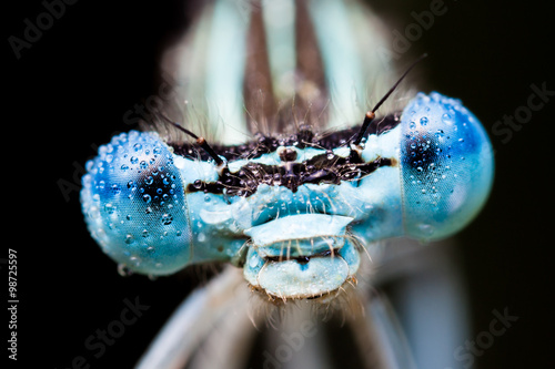 Obraz na płótnie Damselfly covered in morning dew w salonie