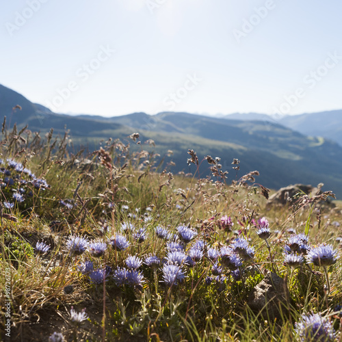 Flowers of the Pyrenees