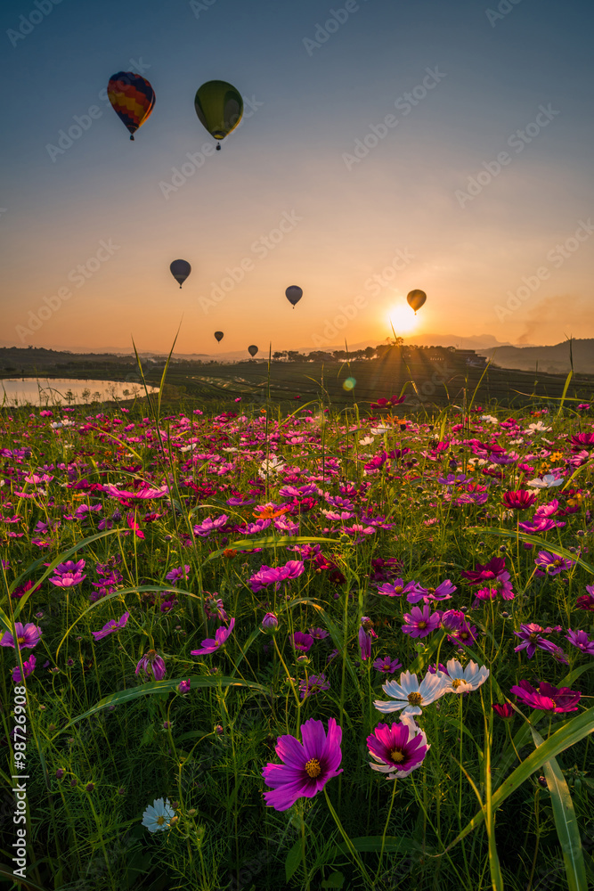 Fototapeta premium Cosmos flower field in Chiangrai province of Thailand.