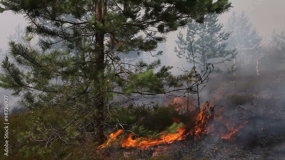 Forest ground fire slowly climbing up onto pine tree. Forest fire. Forest ground fire slowly climbing up onto pine tree. Forest fire.