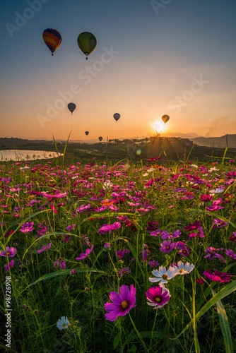 Cosmos flower field in Chiangrai province of Thailand.