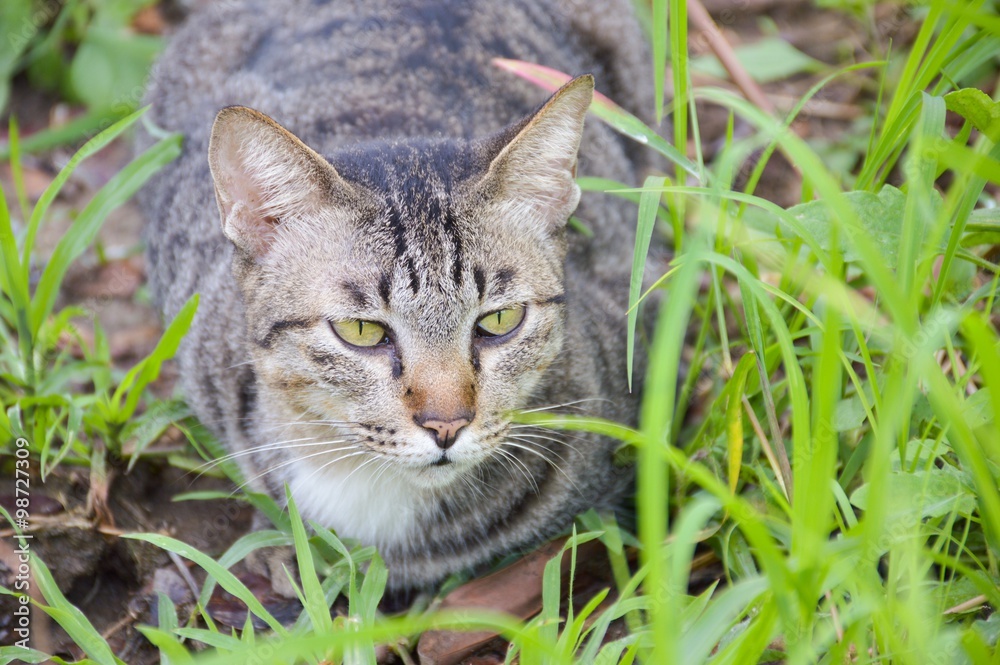 cute tabby cat on the ground in nature garden