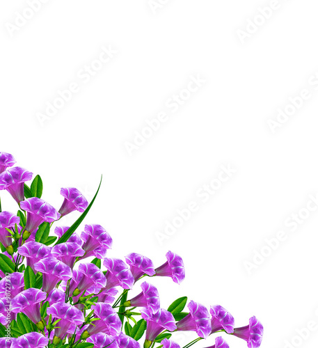 bell flower isolated on white background