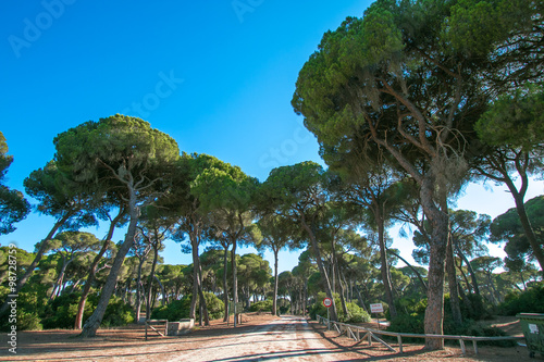 pinares photo