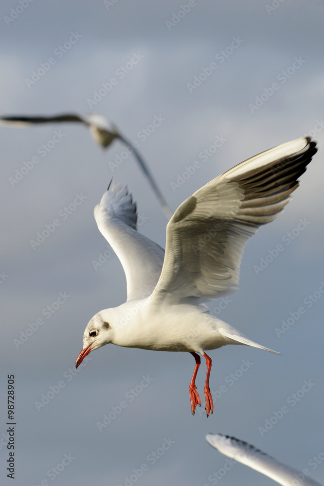 Obraz premium Black-headed Gull, Chroicocephalus ridibundus
