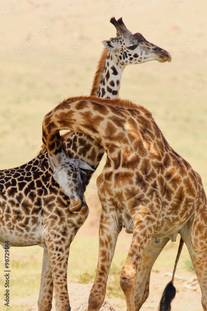 Fototapeta premium Giraffenkampf