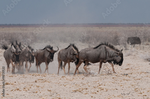 Gnu Herde auf dem Weg zum Wasserloch  Etosha  Namibia © majonit