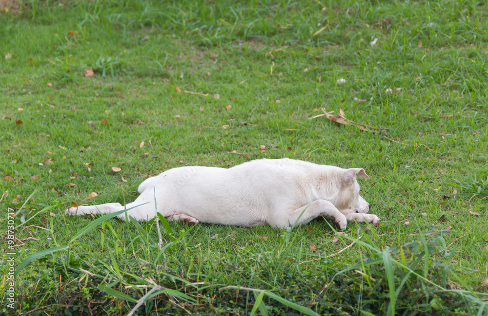 Cute white dog on the grass in the park Cute white dog on the grass in the park
