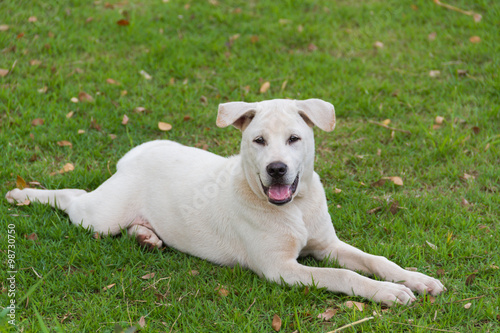 Cute white dog on the grass in the park