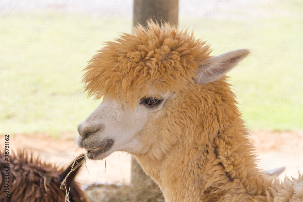 Obraz premium Close up Beautiful brown alpaca.