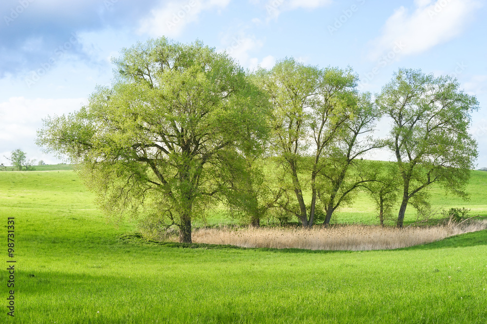 Baumgruppe in der Uckermark