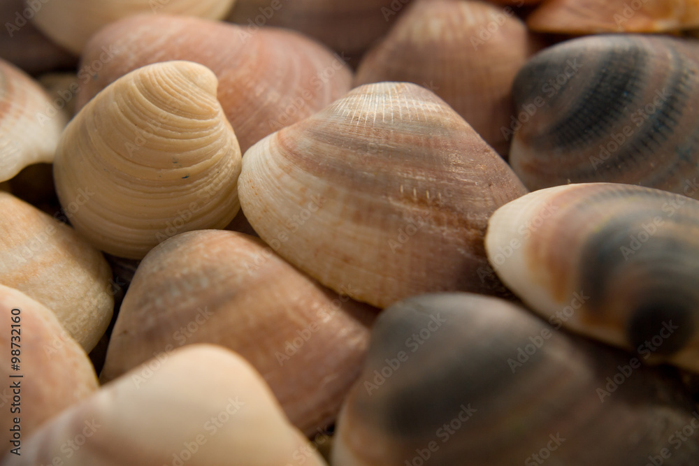 Sea Shells closeup composition 