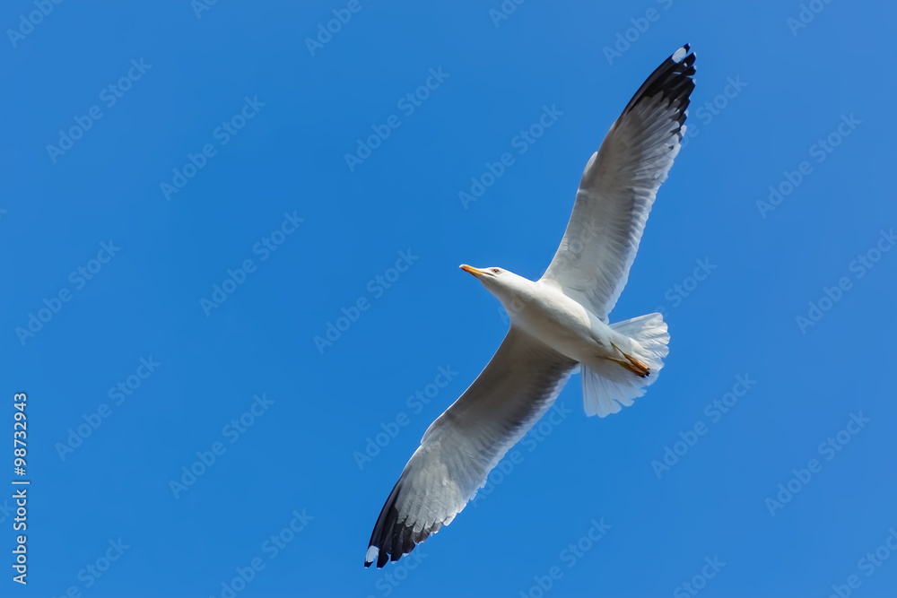 Obraz premium Seagaull in Sky
