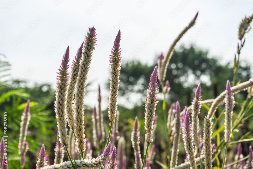 Fototapeta premium beautiful violet flower in garden
