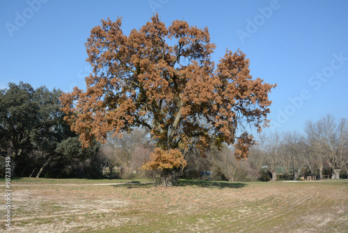 Arbol de otoño