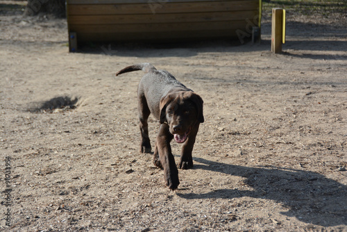 Labrador andando