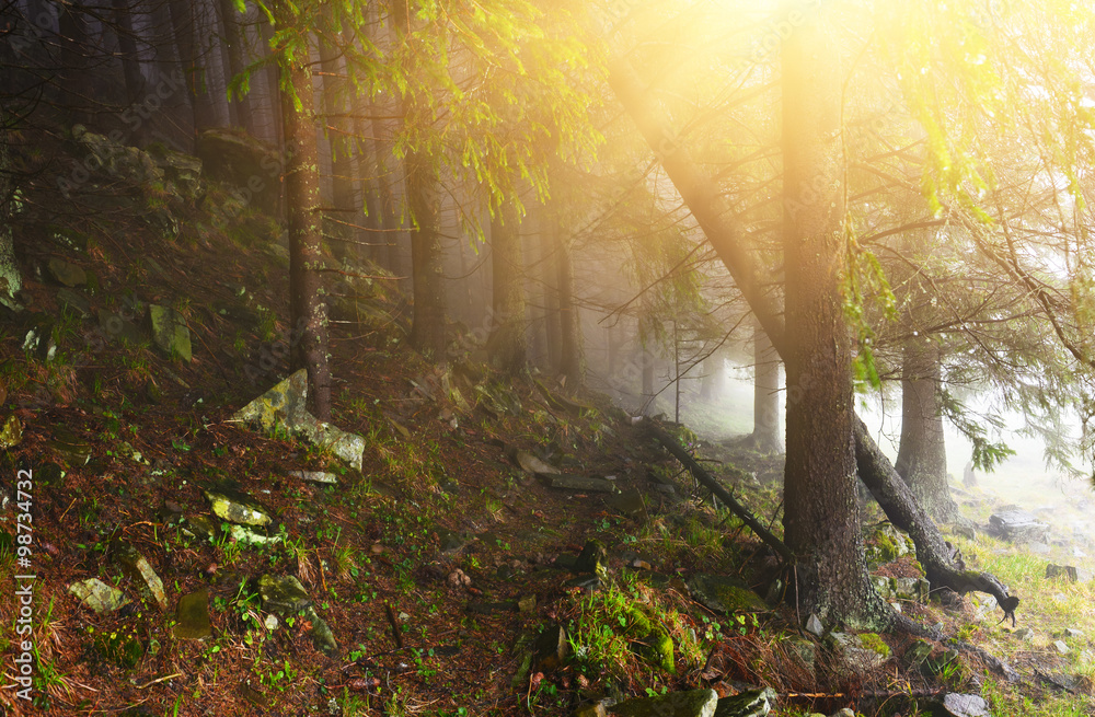 Obraz premium Forest