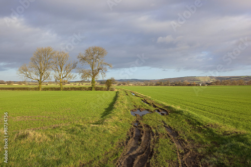 farm track with ash trees
