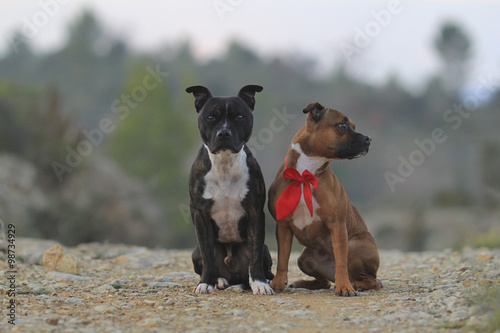two staffordshire bull terrier cute
