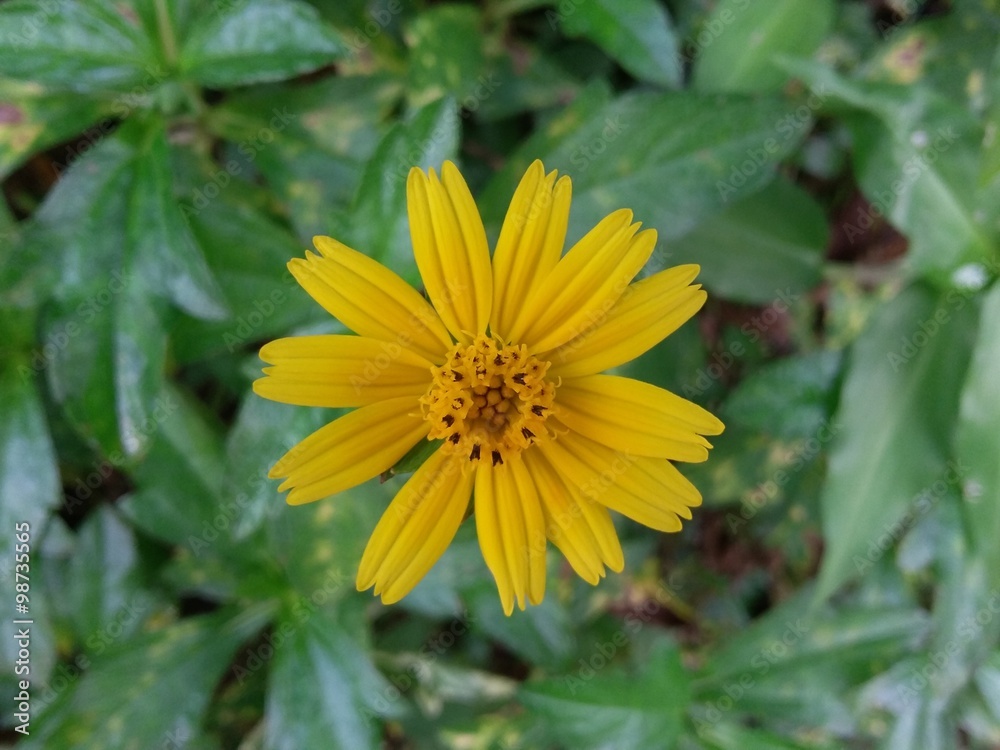 Close-up of yellow flower blooming outdoors Close-up of yellow flower blooming outdoors