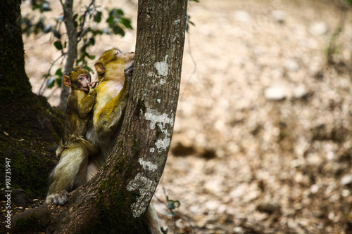 Macaque monkey in Morocco