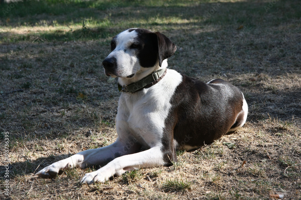 Mongrel dog posing