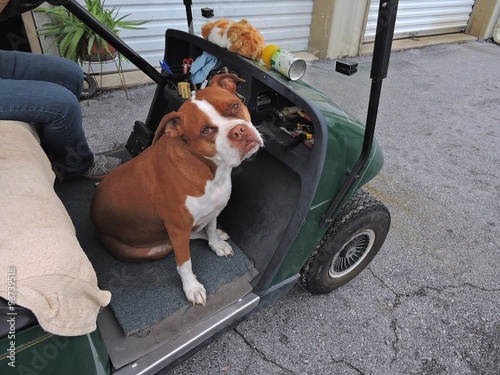 pit bull riding a golf cart © juliakaye59
