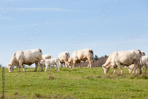 Herd of white Charolais beef cows  calves and bull grazing on the skyline in a lush green spring pasture