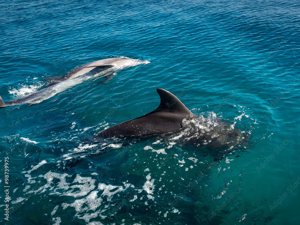 Obraz premium Floating dolphins