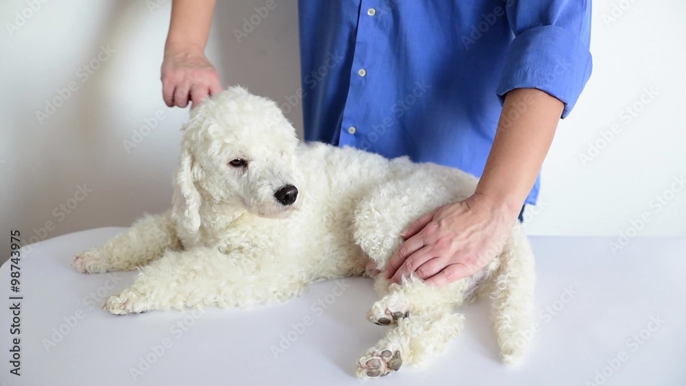 Poodle grooming at the salon for dogs Poodle grooming at the salon for dogs