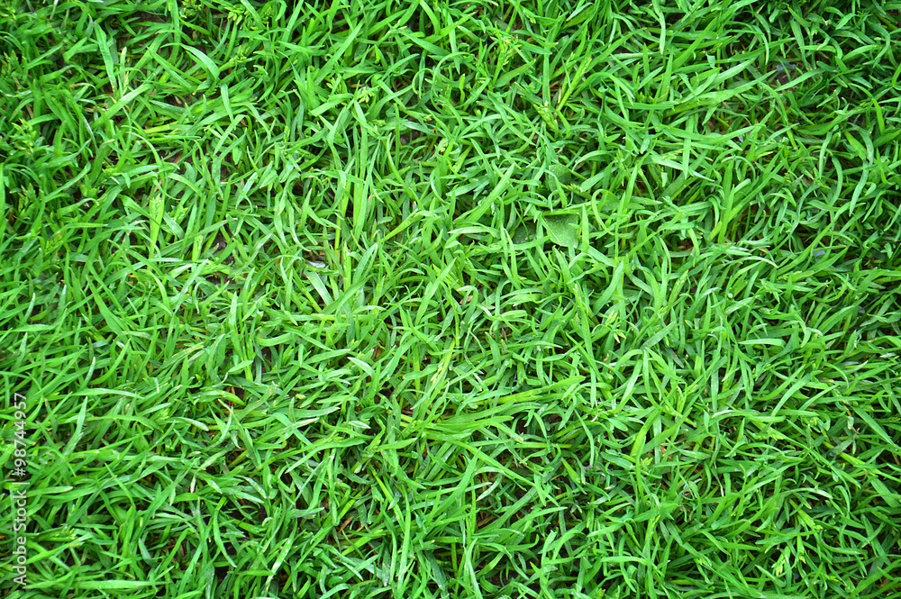 Close up of green grass background texture Close up of green grass background texture