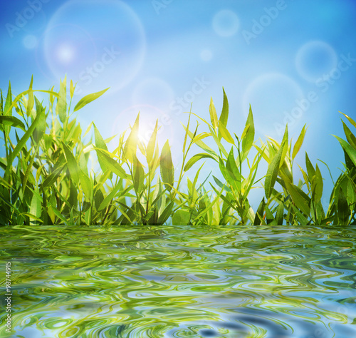 Natural summer background with green lush grass and blue sky