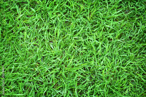 Close up of green grass background texture 