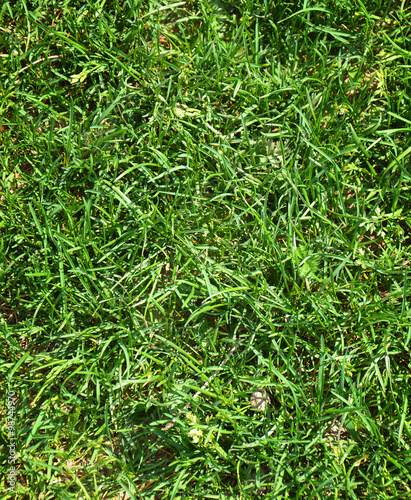Close up of green grass background texture 