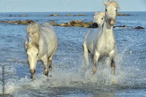 Herd of White Camargue Horses running on the water . © Uryadnikov Sergey