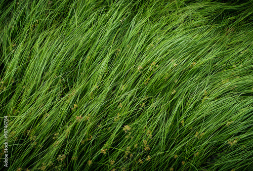 Nut grass, Purple nutsedge, Nutsedge, Cocograss