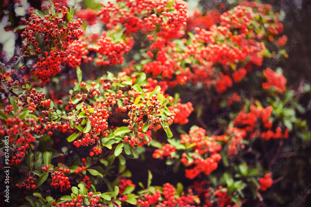 Obraz premium Firethorn berries horizontal
