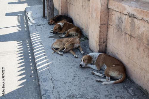 Photography Street dogs resting in the shade, Falmouth, Jamaica