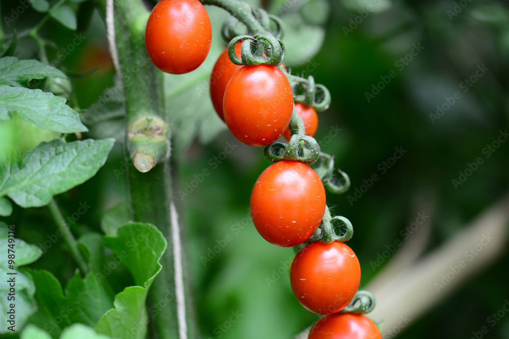 RIpe tomatoes ready for picking