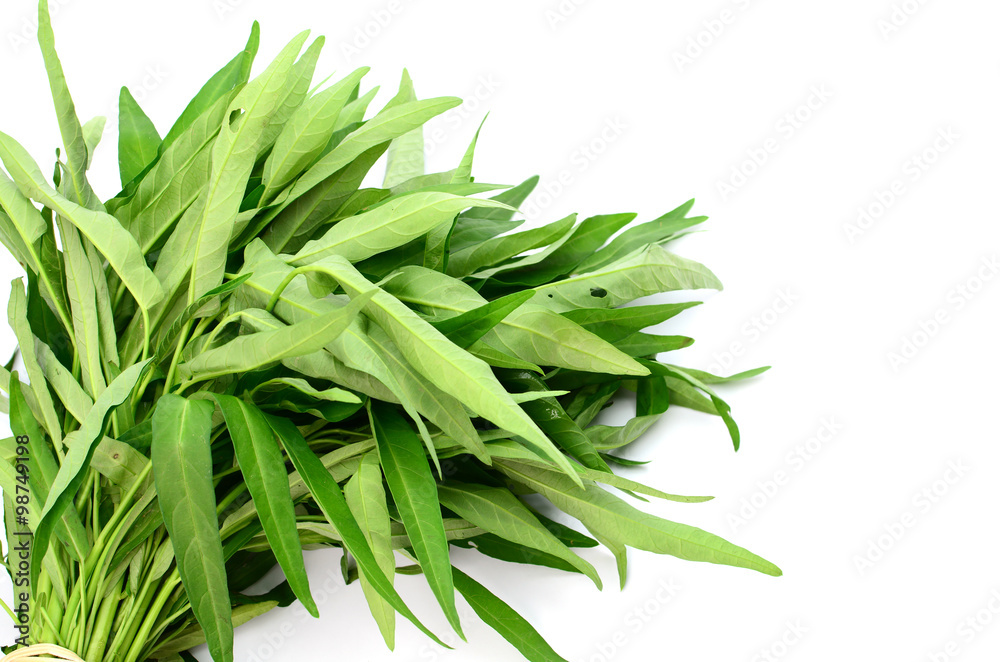 water spinach isolated on white background water spinach isolated on white background