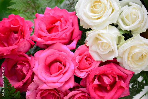 white and pink shrub roses